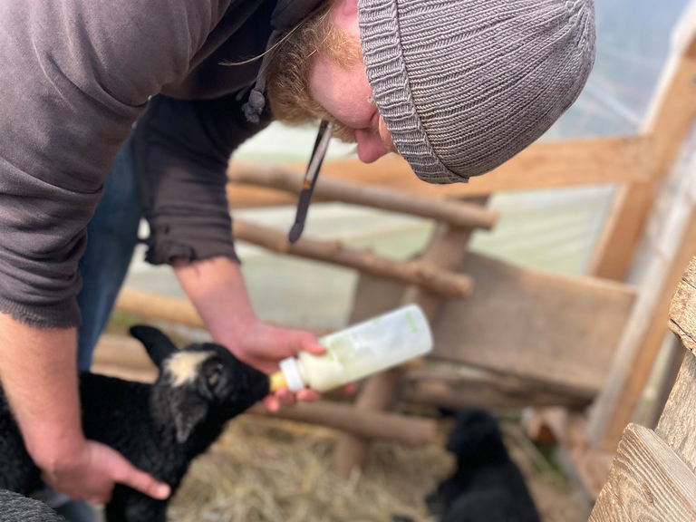 Read more about the article Milch für das Lämmchen