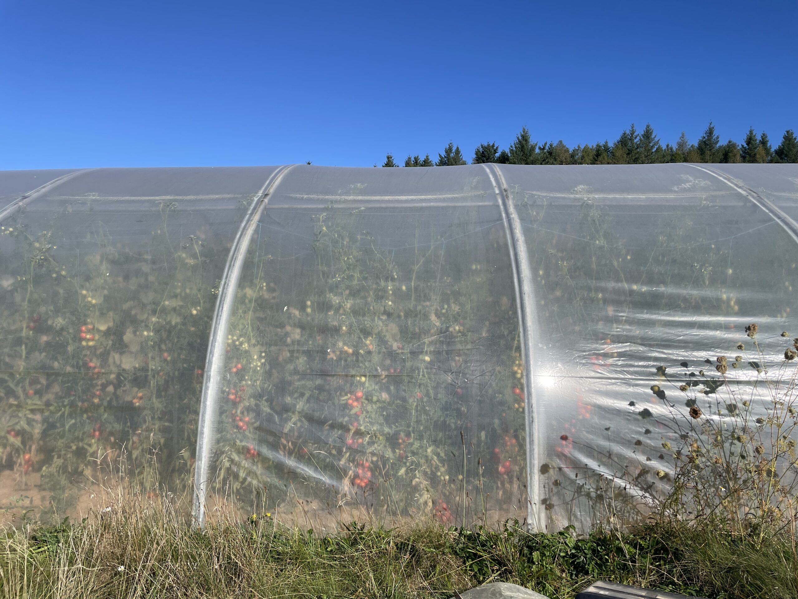 Read more about the article Tomaten-Dschungel im Folientunnel