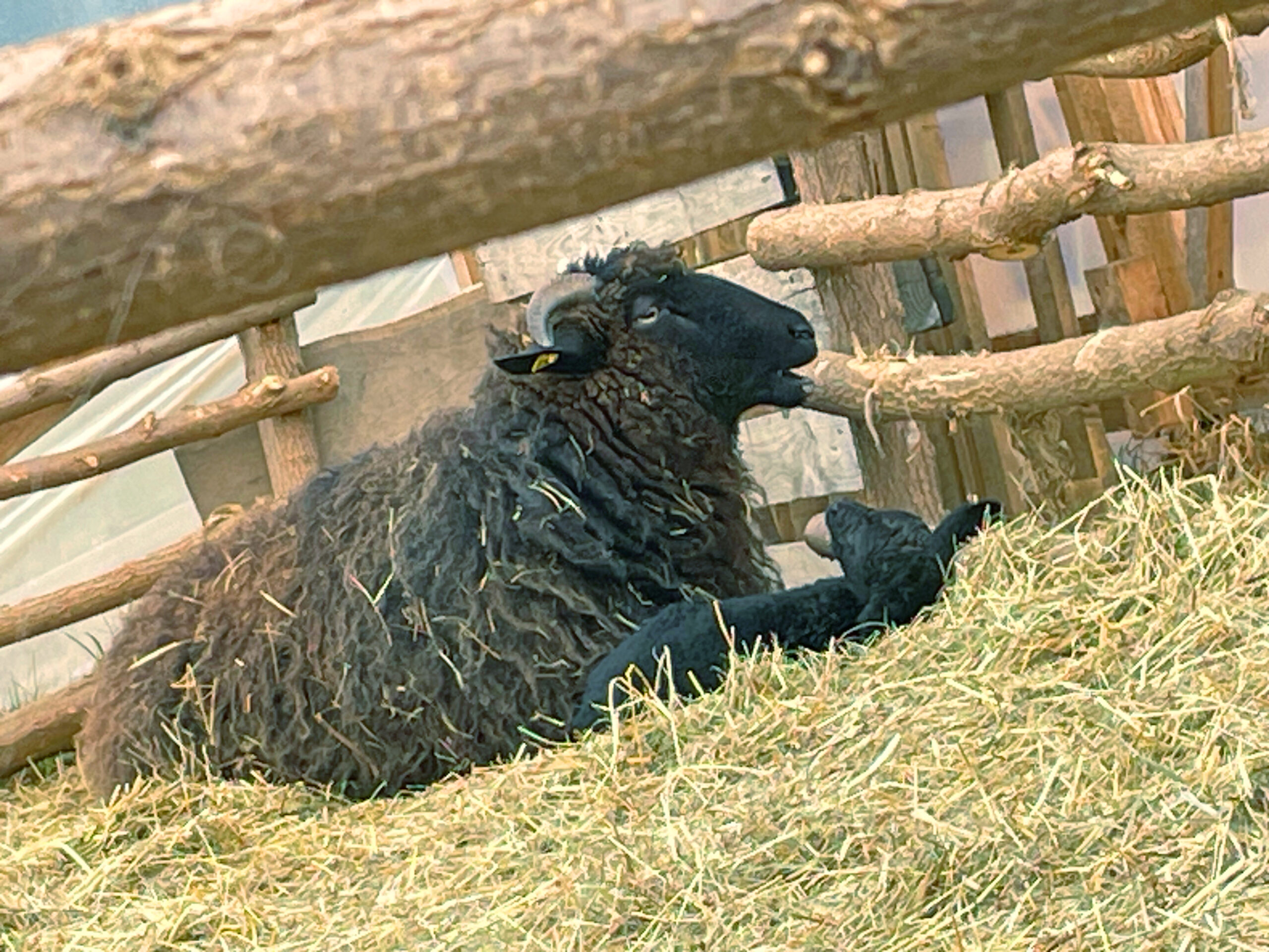 Read more about the article Bärbock eröffnet die Saison