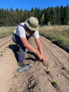 Read more about the article Herbstsalat frisch gepflanzt