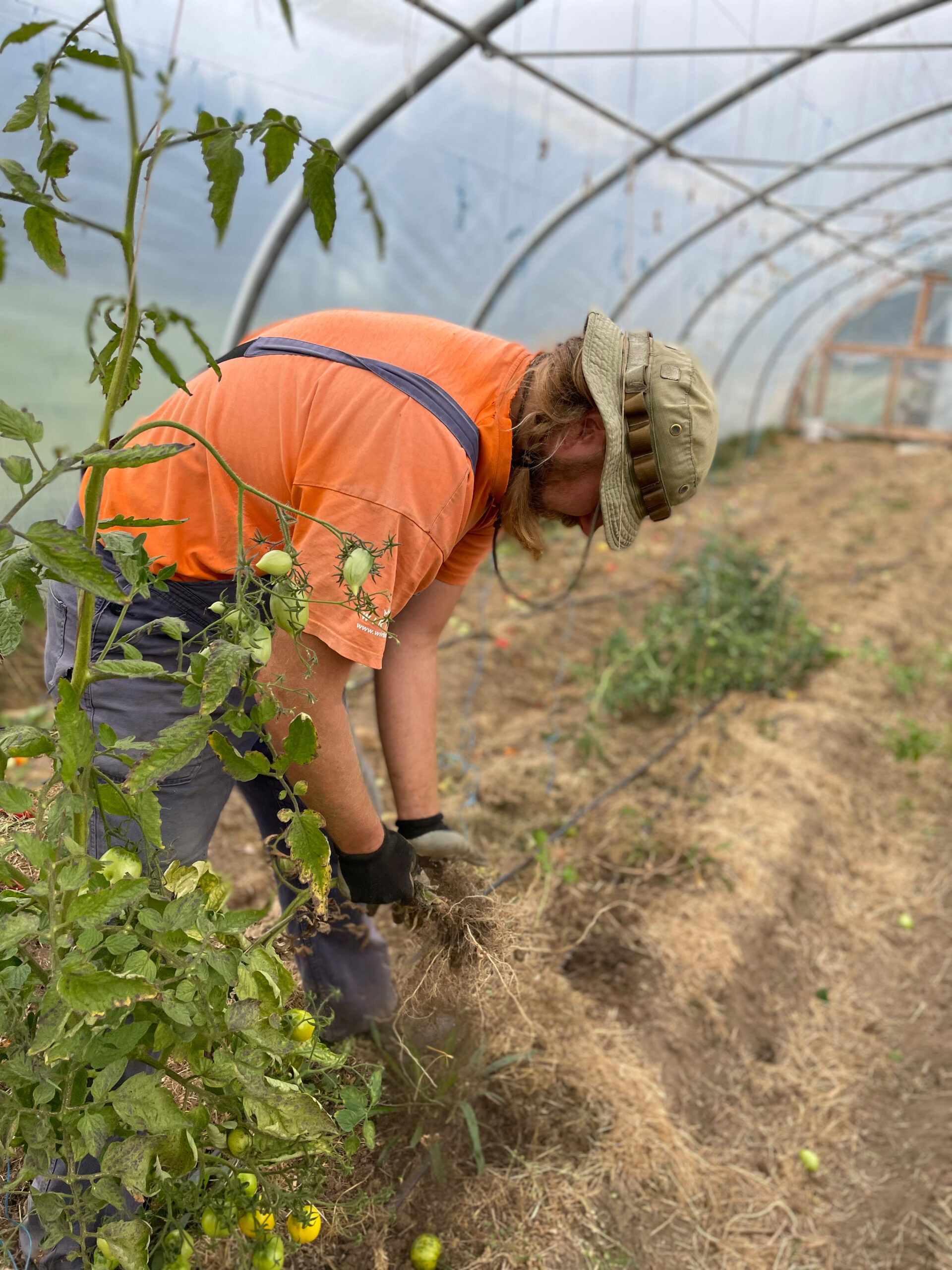 Read more about the article Tomatensaison verabschiedet sich